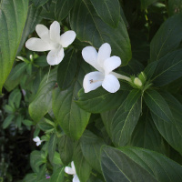 Barelia cristata White