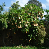 brugmansia_landscape