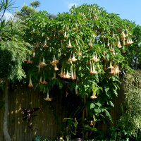 brugmansia_landscape