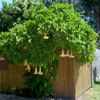 brugmansia_landscape