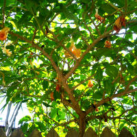 brugmansia_landscape