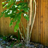 brugmansia_landscape