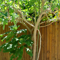 brugmansia_landscape