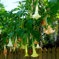 brugmansia_landscape