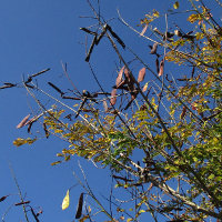 Caesalpinia pulcherrima