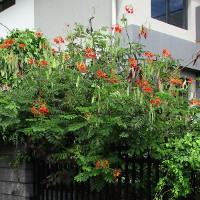 Caesalpinia pulcherrima