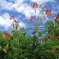 Caesalpinia pulcherrima