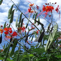 Caesalpinia pulcherrima