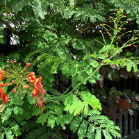 Caesalpinia pulcherrima