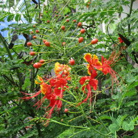Caesalpinia pulcherrima