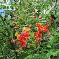 Caesalpinia pulcherrima