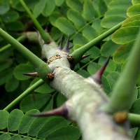 Caesalpinia pulcherrima