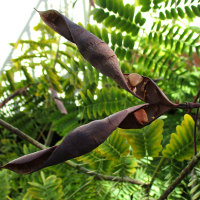 Caesalpinia pulcherrima