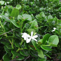 carissa_macrocarpa_desert_star