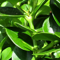 carissa_macrocarpa_desert_star