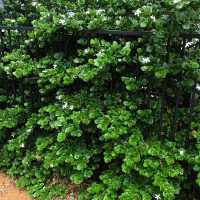 carissa_macrocarpa_desert_star