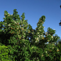 Dombeya tilliacea