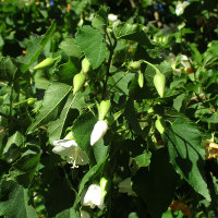 Dombeya tilliacea