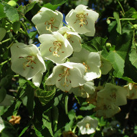 Dombeya tilliacea