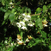 Dombeya tilliacea