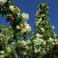 Dombeya tilliacea