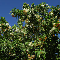 Dombeya tilliacea