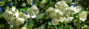 subject tag image