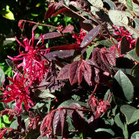 Loropetalum chinense