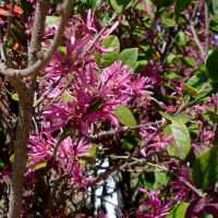 Loropetalum chinense