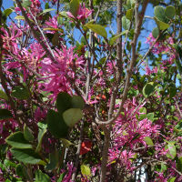 Loropetalum chinense