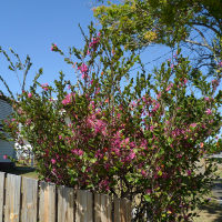 Loropetalum chinense