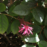 Loropetalum chinense