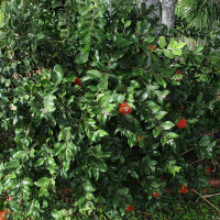 Metrosideros unidentified cultivar