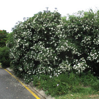 Pavetta capensis