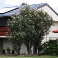 Photinia growing in Brisbane