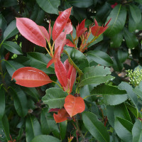 Photinia growing in Brisbane