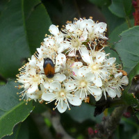 Photinia growing in Brisbane