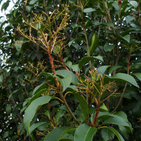 Photinia growing in Brisbane