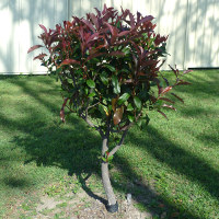 Photinia growing in Brisbane