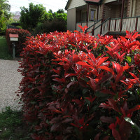 Photinia growing in Brisbane