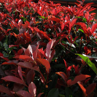 Photinia growing in Brisbane