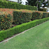 Photinia growing in Brisbane