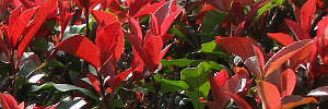 Photinia growing in Brisbane