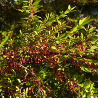 Phyllanthus multiflorus - waterfall plant