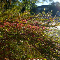 Phyllanthus multiflorus - waterfall plant