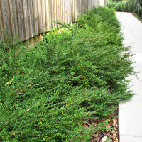 Phyllanthus multiflorus - waterfall plant