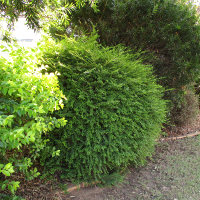 Phyllanthus multiflorus - waterfall plant