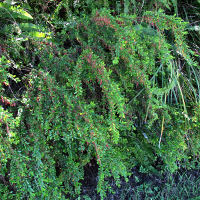 Phyllanthus multiflorus - waterfall plant