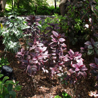 Pseuderanthemum atropurpureum Tricolor