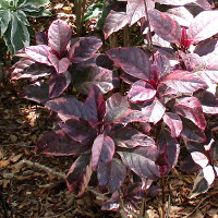 Pseuderanthemum atropurpureum Tricolor